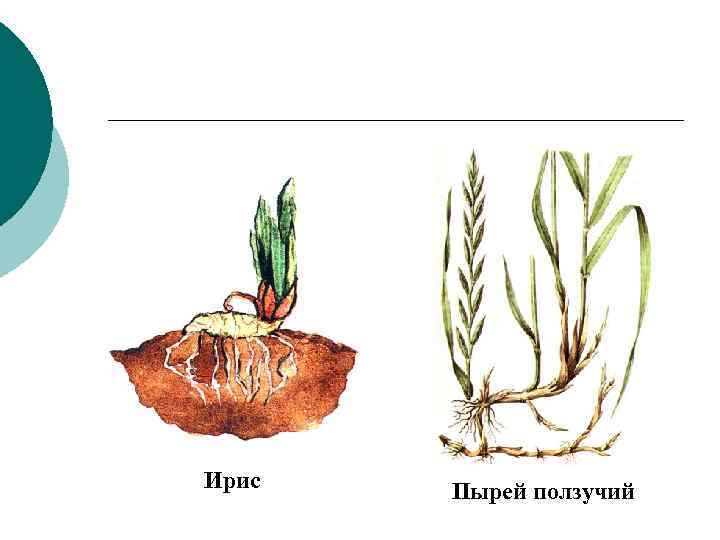 Корневище пырея ползучего рисунок с подписями