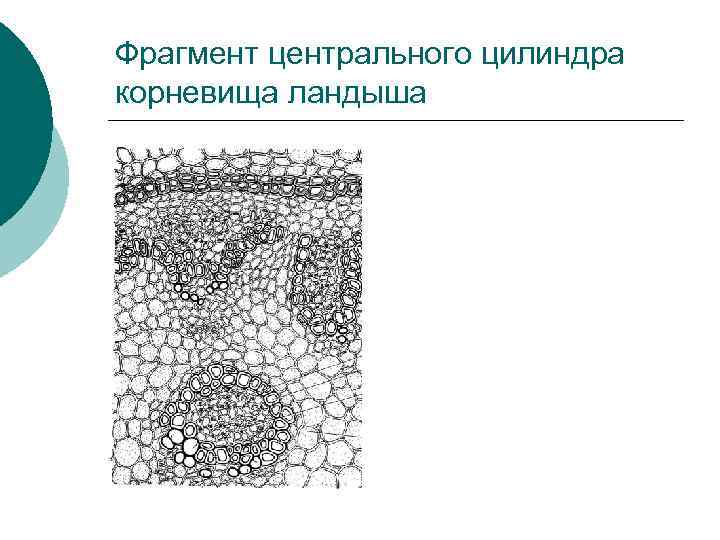 Фрагмент центрального цилиндра корневища ландыша 