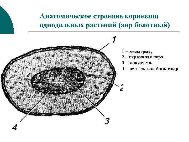 Анатомическое строение корневищ однодольных растений (аир болотный) 1 – экзодерма, 2 – первичная кора,