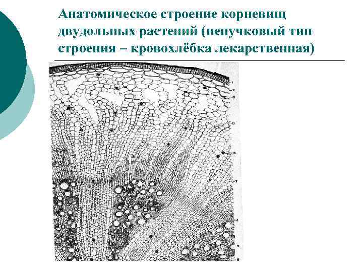 Анатомическое строение корневищ двудольных растений (непучковый тип строения – кровохлёбка лекарственная) 