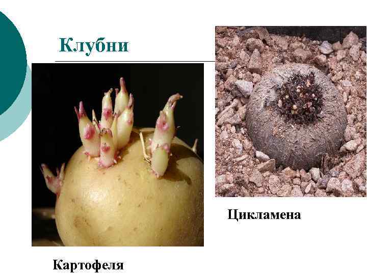 Клубни Цикламена Картофеля 