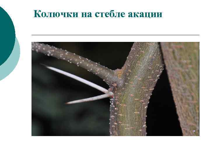 Колючки на стебле акации 