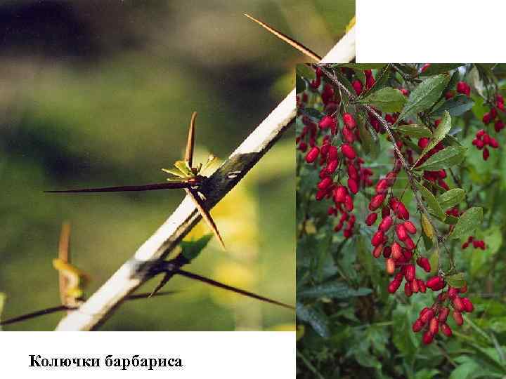 Побег барбариса. Барбарис колючий. Барбарис шипы.