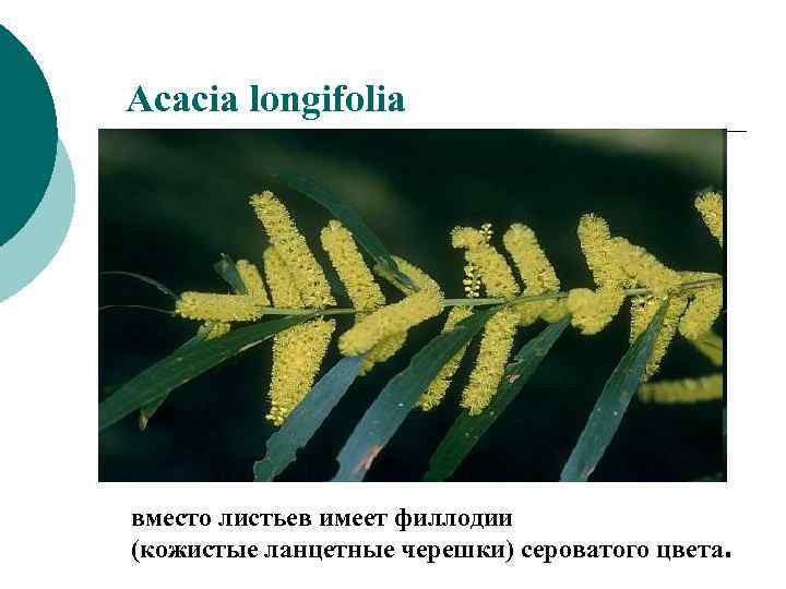 Acacia longifolia вместо листьев имеет филлодии (кожистые ланцетные черешки) сероватого цвета. 