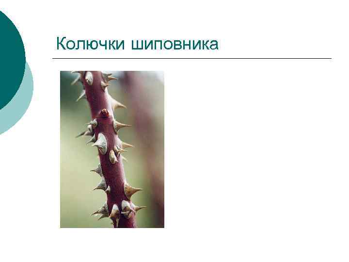 Колючки шиповника 