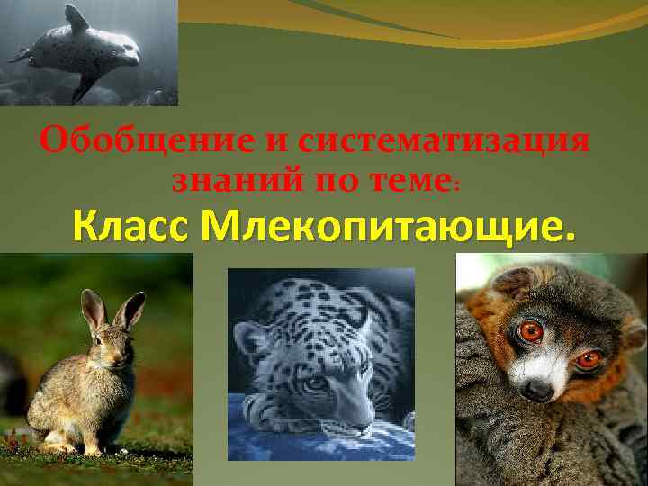 Обобщение и систематизация знаний по теме: Класс Млекопитающие. 
