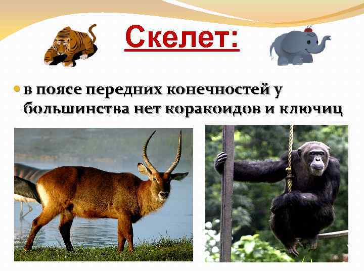 Скелет: в поясе передних конечностей у большинства нет коракоидов и ключиц 