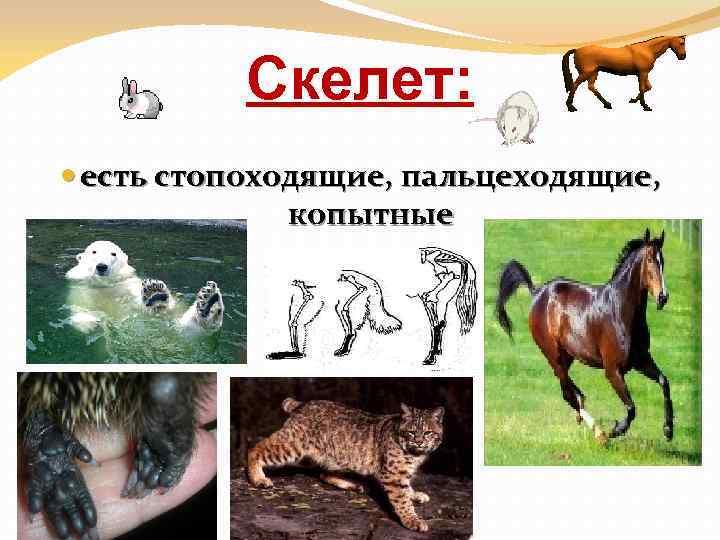 Скелет: есть стопоходящие, пальцеходящие, копытные 