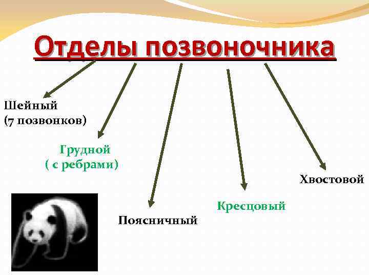 Отделы позвоночника Шейный (7 позвонков) Грудной ( с ребрами) Поясничный Хвостовой Кресцовый 