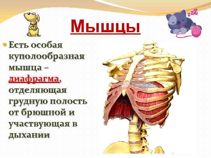 Мышцы Есть особая куполообразная мышца – диафрагма, отделяющая грудную полость от брюшной и участвующая