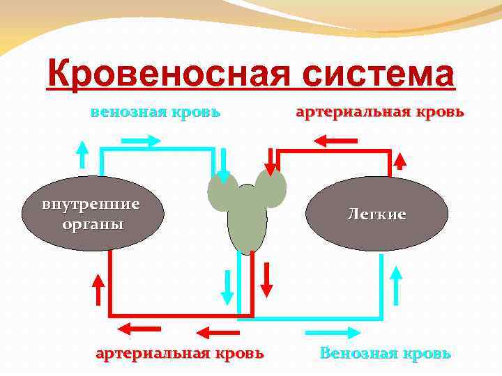 Кровеносная система венозная кровь внутренние органы артериальная кровь Легкие Венозная кровь 
