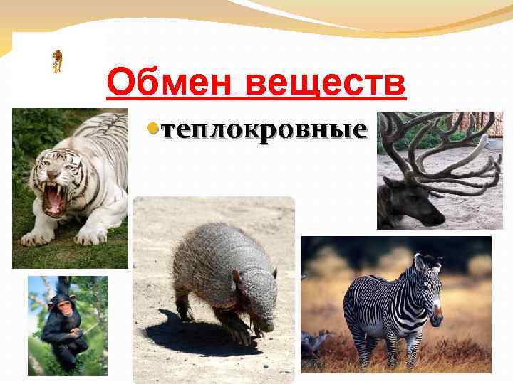 Обмен веществ теплокровные 