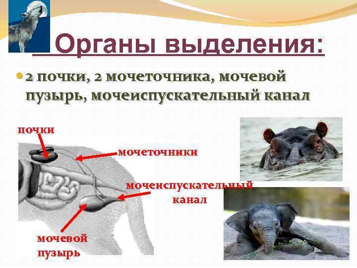 Органы выделения: 2 почки, 2 мочеточника, мочевой пузырь, мочеиспускательный канал почки мочеточники мочеиспускательный канал