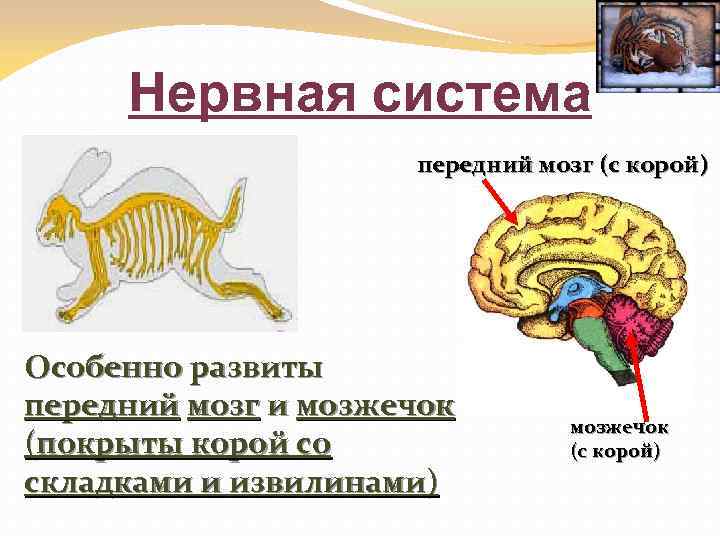 Нервная система передний мозг (с корой) Особенно развиты передний мозг и мозжечок (покрыты корой