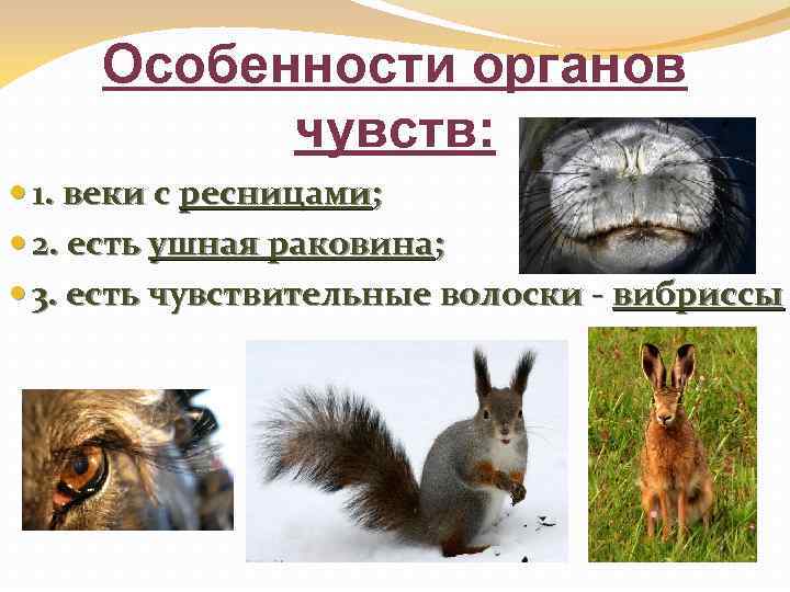 Особенности органов чувств: 1. веки с ресницами; 2. есть ушная раковина; 3. есть чувствительные