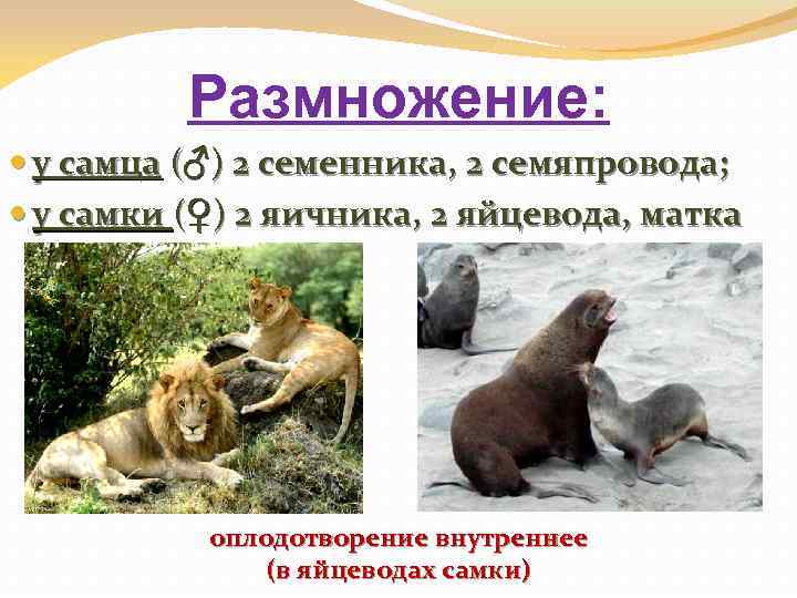 Размножение: у самца (♂) 2 семенника, 2 семяпровода; у самки (♀) 2 яичника, 2