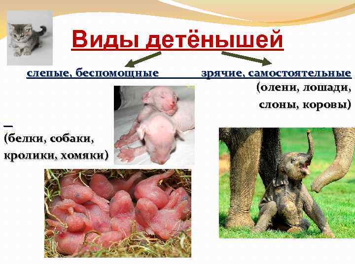 Виды детёнышей слепые, беспомощные (белки, собаки, кролики, хомяки) зрячие, самостоятельные (олени, лошади, слоны, коровы)