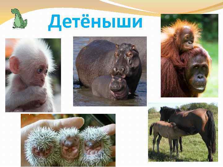 Детёныши 