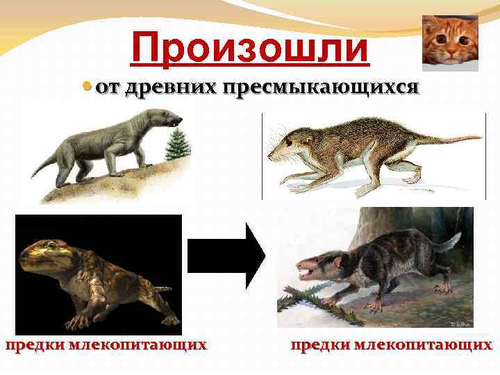 Произошли от древних пресмыкающихся предки млекопитающих 