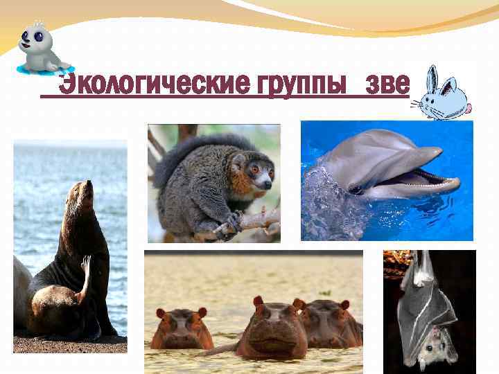 Экологические группы зверей 