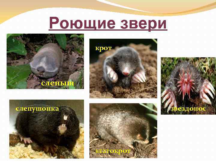 Роющие звери крот слепыш слепушонка звездонос златокрот 