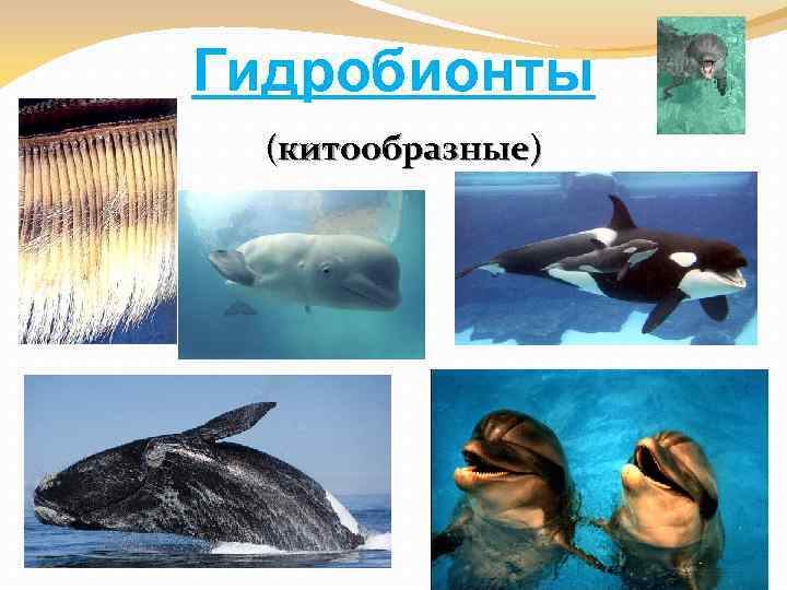 Гидробионты (китообразные) 