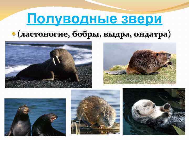 Полуводные звери (ластоногие, бобры, выдра, ондатра) 