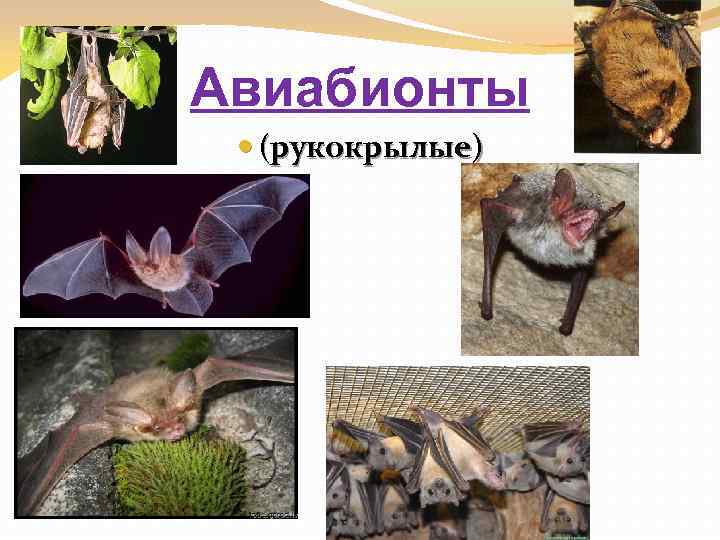 Авиабионты (рукокрылые) 
