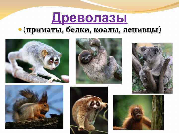 Древолазы (приматы, белки, коалы, ленивцы) 