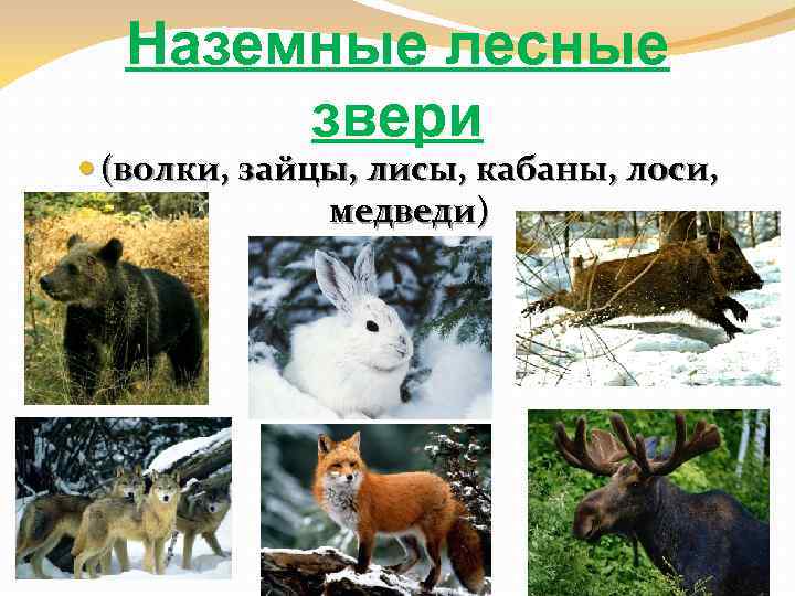 Наземные лесные звери (волки, зайцы, лисы, кабаны, лоси, медведи) 