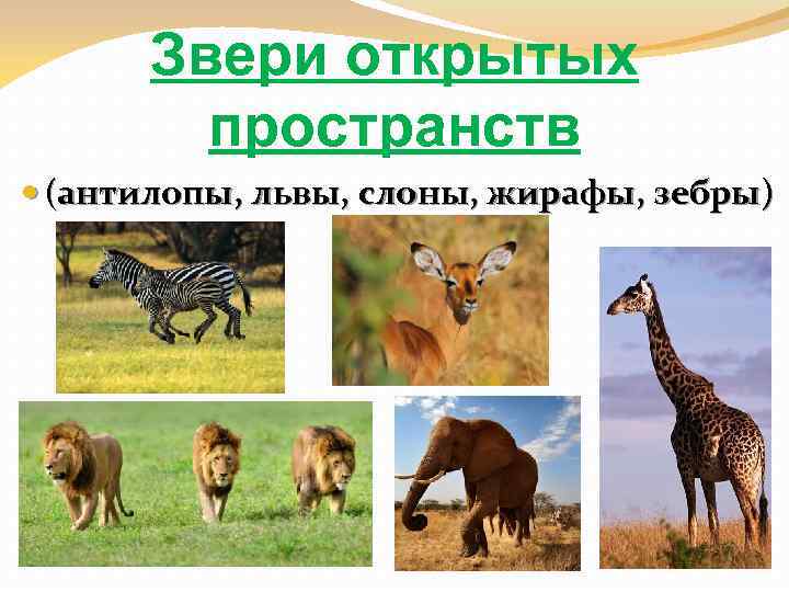 Звери открытых пространств (антилопы, львы, слоны, жирафы, зебры) 