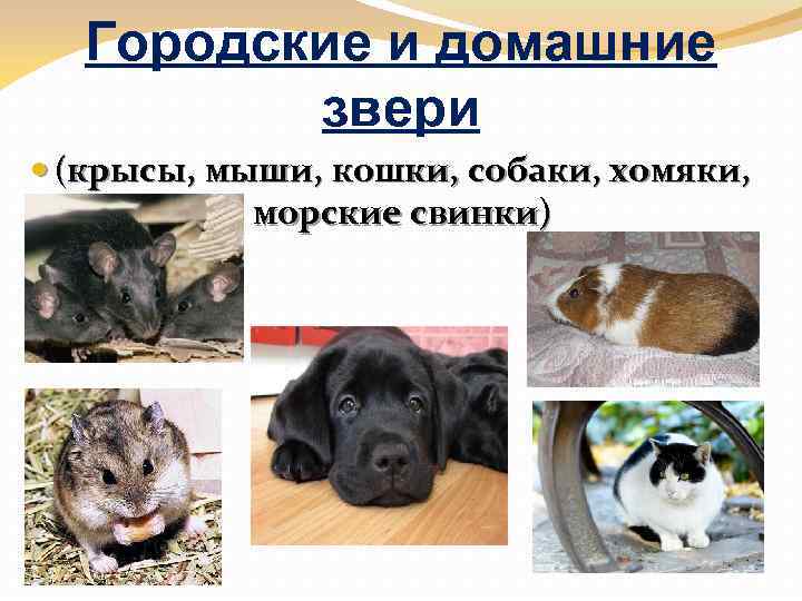 Городские и домашние звери (крысы, мыши, кошки, собаки, хомяки, морские свинки) 