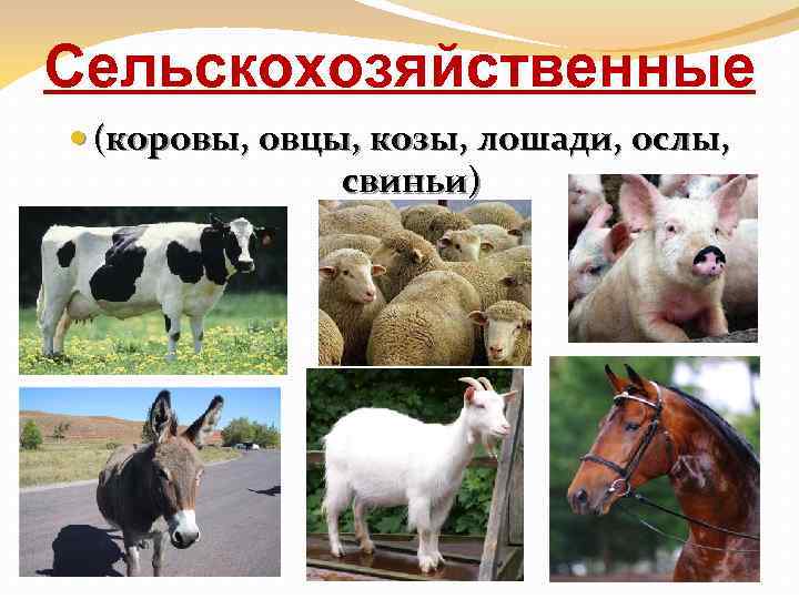 Сельскохозяйственные (коровы, овцы, козы, лошади, ослы, свиньи) 