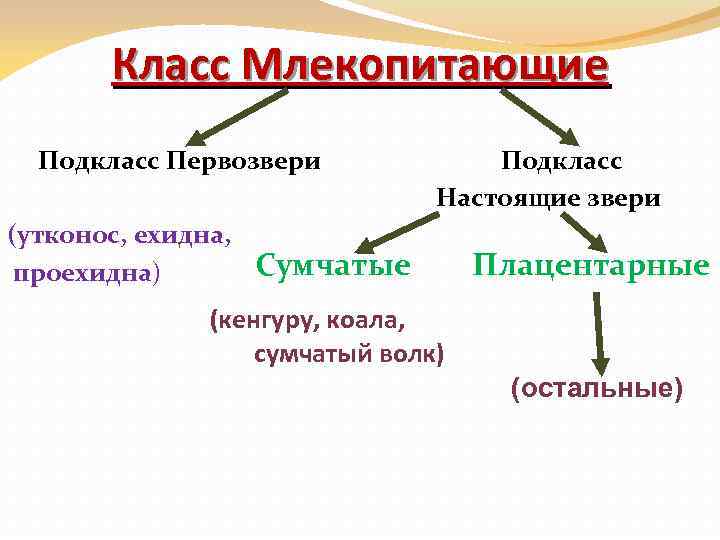 Класс Млекопитающие Подкласс Первозвери (утконос, ехидна, проехидна) Подкласс Настоящие звери Сумчатые Плацентарные (кенгуру, коала,