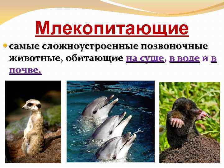 Млекопитающие самые сложноустроенные позвоночные животные, обитающие на суше, в воде и в почве. 