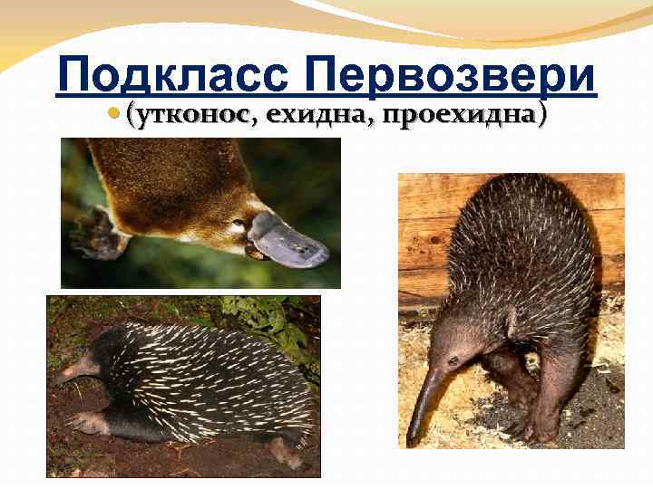 Подкласс Первозвери (утконос, ехидна, проехидна) 