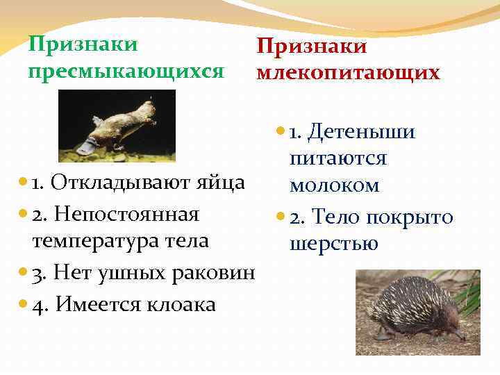 Признаки пресмыкающихся 1. Откладывают яйца 2. Непостоянная температура тела 3. Нет ушных раковин 4.