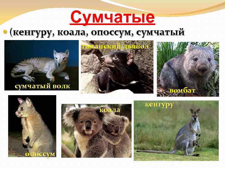 Сумчатые (кенгуру, коала, опоссум, сумчатый волк) таманский дьявол сумчатый волк вомбат коала опоссум кенгуру