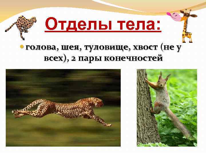 Отделы тела: голова, шея, туловище, хвост (не у всех), 2 пары конечностей 