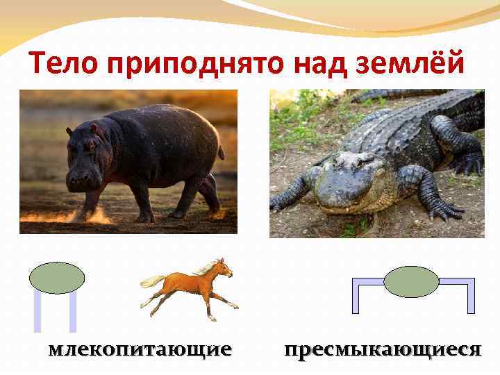 Тело приподнято над землёй млекопитающие пресмыкающиеся 