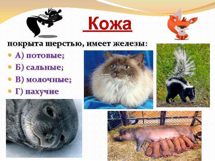 Кожа покрыта шерстью, имеет железы: А) потовые; Б) сальные; В) молочные; Г) пахучие 