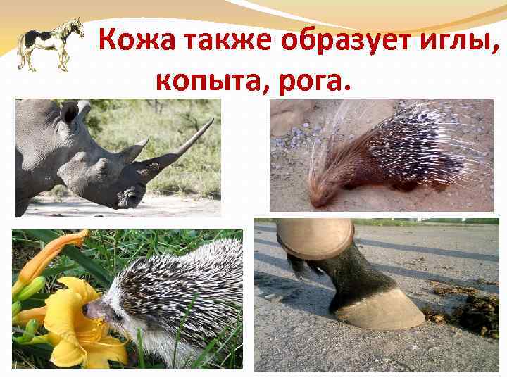 Кожа также образует иглы, копыта, рога. 