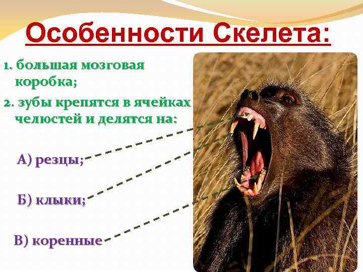 Особенности Скелета: 1. большая мозговая коробка; 2. зубы крепятся в ячейках челюстей и делятся