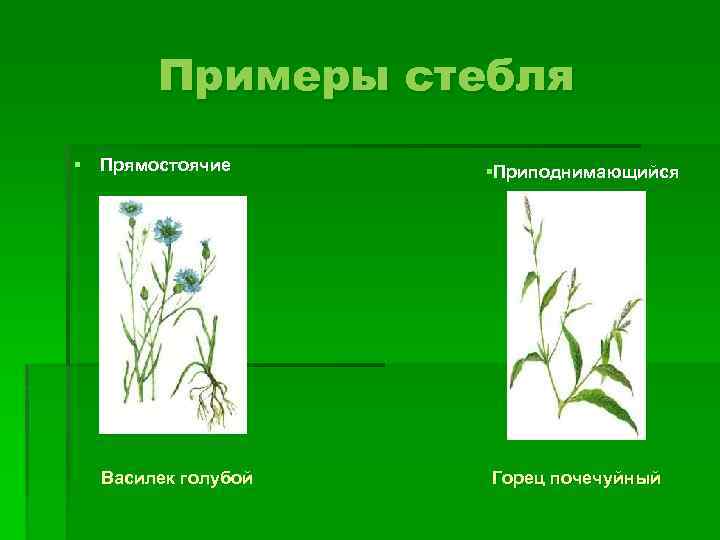 Примеры стебля § Прямостоячие Василек голубой §Приподнимающийся Горец почечуйный 