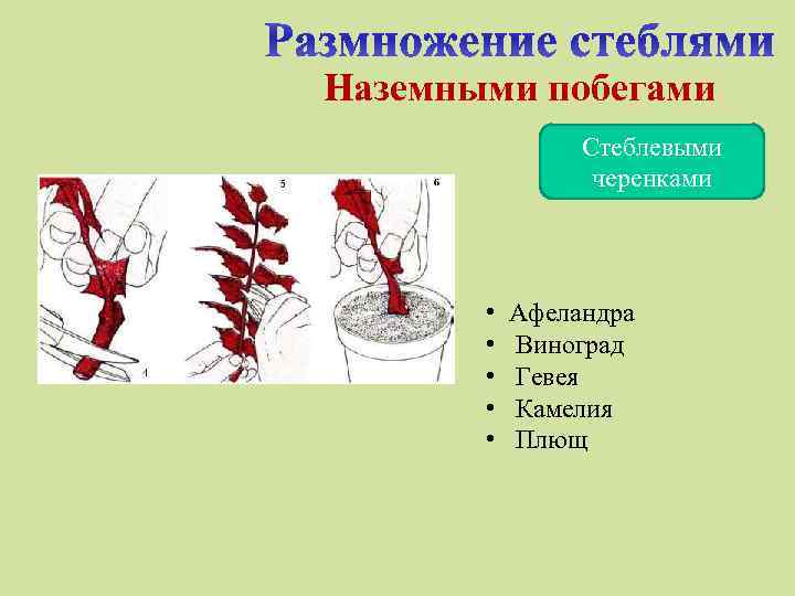 Наземными побегами Стеблевыми черенками • • • Афеландра Виноград Гевея Камелия Плющ 