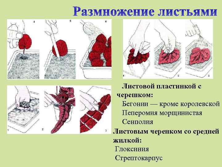 Листовой пластинкой с черешком: Бегонии — кроме королевской Пеперомия морщинистая Сенполия Листовым черенком со