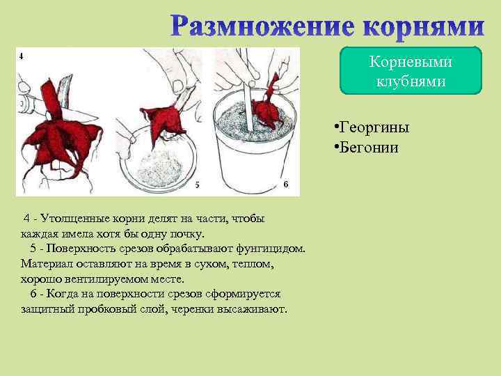 Корневыми клубнями • Георгины • Бегонии 4 - Утолщенные корни делят на части, чтобы