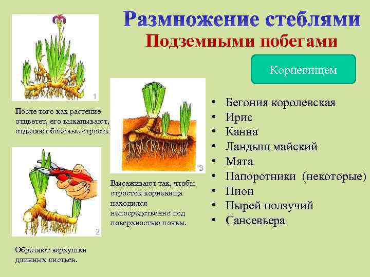 Подземными побегами Корневищем После того как растение отцветет, его выкапывают, отделяют боковые отростки. Высаживают