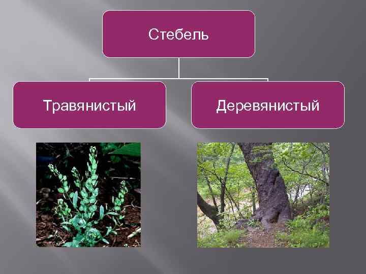 Типы стеблей