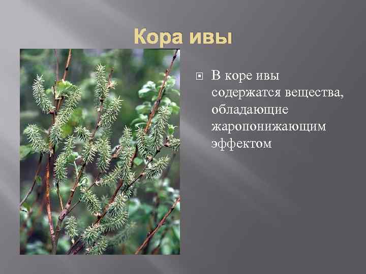 Кора ивы В коре ивы содержатся вещества, обладающие жаропонижающим эффектом 